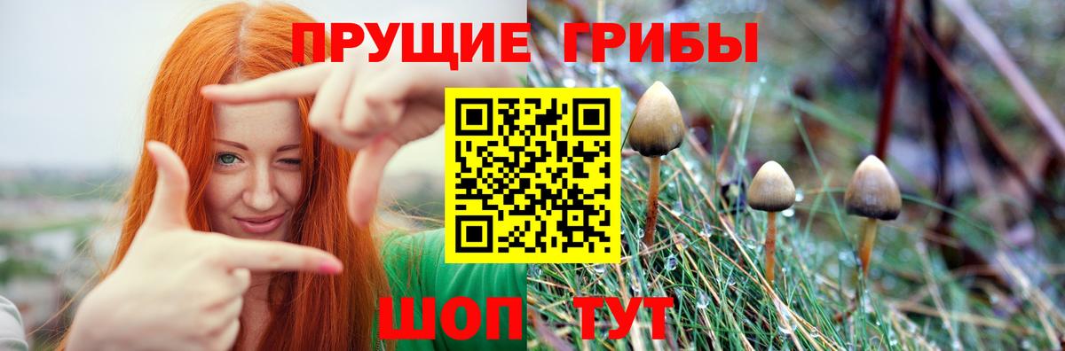 Самара  Псилоцибиновые грибы Psilocybe  Вход с VPN  Псилоцибиновые грибы Psilocybe 